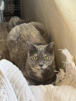 Domestic Short Hair Cats Available for Adoption - Sassy Zazzy | PetCurious