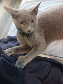 Rescue Extra Toes Cat Hemingway Polydactyl and Domestic Short Hair Cats for Adoption in Zephyrhills, Florida - Smokey (2738) | PetCurious