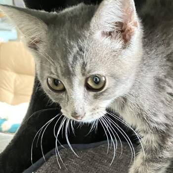 Eloise -  Domestic Short Hair Cat for Adoption in Frankfort, Michigan - Eloise | PetCurious
