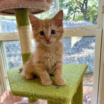 Foster -  Tabby Cat for Adoption in Trophy Club, Texas - Foster | PetCurious