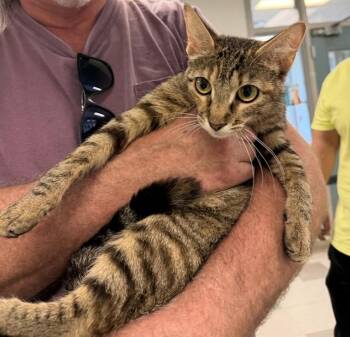 A478318 -  Domestic Short Hair Cat for Adoption in Oklahoma City, Oklahoma - A478318 | PetCurious