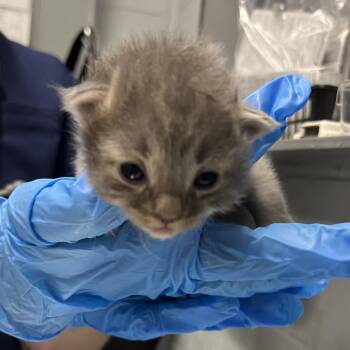 Snapper -  Domestic Short Hair Cat for Adoption in Summerville, South Carolina - Snapper | PetCurious