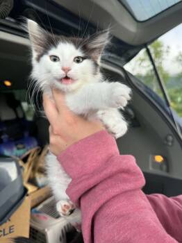 Olives -  Domestic Short Hair Cat for Adoption in Wasilla, Alaska - Olives | PetCurious