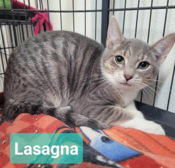 Lasagna -  Domestic Short Hair Cat for Adoption in Richmond, Indiana - Lasagna | PetCurious