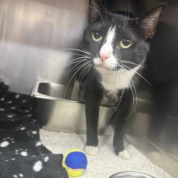 Scrubbie -  Domestic Short Hair Cat for Adoption in Saint Charles, Missouri - Scrubbie | PetCurious