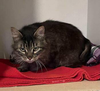 Rescue Domestic Long Hair Cats for Adoption in Jurupa Valley, California - Bagheera | PetCurious