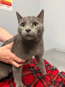 Domestic Short Hair Cats Available for Adoption in Bloomington, Indiana - Barbra Jean | PetCurious