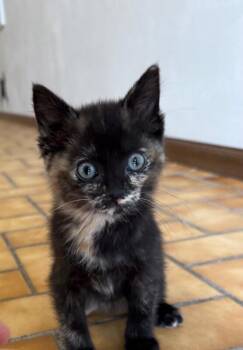 Gwenny -  Domestic Short Hair Cat for Adoption in Yankton, South Dakota - Gwenny | PetCurious