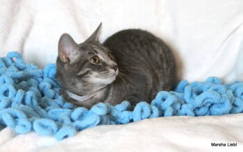 Rescue Domestic Short Hair and Tabby Cats for Adoption in Gaithersburg, Maryland - Fiona | PetCurious