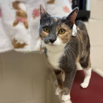 Domestic Short Hair Cats Available for Adoption in Columbia, Maryland - Christa- #51095 | PetCurious