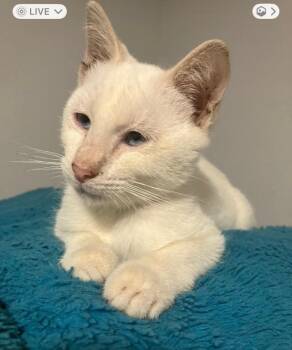 Phineas -  Domestic Short Hair Cat for Adoption in Alafaya, Florida - Phineas | PetCurious