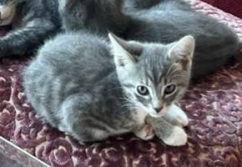Kyle -  Domestic Short Hair Cat for Adoption in Sidney, British Columbia - Kyle | PetCurious