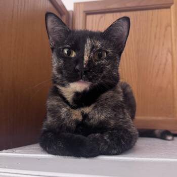Parrotfish -  Domestic Short Hair Cat for Adoption in New York, New York - Parrotfish | PetCurious
