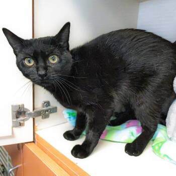 Sage -  Domestic Short Hair Cat for Adoption in South Elgin, Illinois - Sage | PetCurious