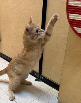 Domestic Short Hair Cats Available for Adoption in Independence, Iowa - Ollie | PetCurious