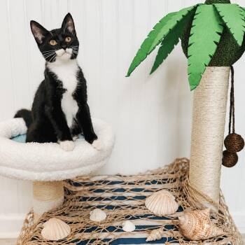 Professor -  Domestic Short Hair Cat for Adoption in Brownsboro, Alabama - Professor | PetCurious