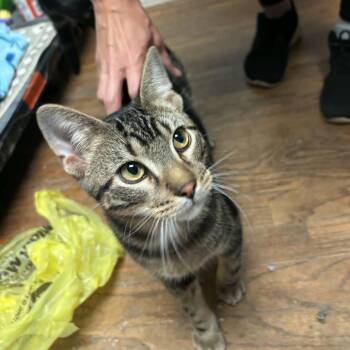 Franklin -  Domestic Short Hair Cat for Adoption in Lenexa, Kansas - Franklin | PetCurious