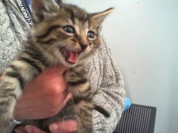 Domestic Short Hair Cats Available for Adoption - ARLO | PetCurious