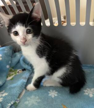 Otto -  Domestic Short Hair Cat for Adoption in Naugatuck, Connecticut - Otto | PetCurious