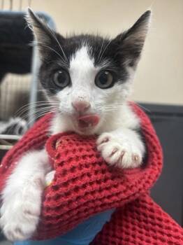 Bam bam -  Domestic Short Hair Cat for Adoption in Honolulu, Hawaii - Bam Bam | PetCurious
