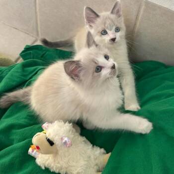 Siamese Cats Available for Adoption - Muffy | PetCurious