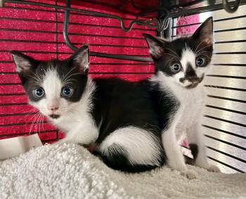 Ferrarie & Enzoe -  Tuxedo and Domestic Short Hair Cat for Adoption in Homestead, Florida - Ferrarie & Enzoe | PetCurious