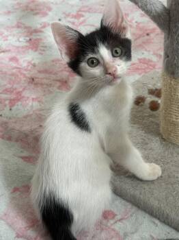 Chocolate Chip -  Domestic Short Hair Cat for Adoption in Fenton, Missouri - Chocolate Chip | PetCurious
