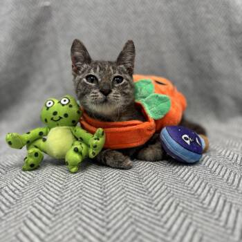 Rescue Domestic Short Hair Cats for Adoption in Bear, Delaware - Tipsy - Cerebellar Hypoplasia | PetCurious