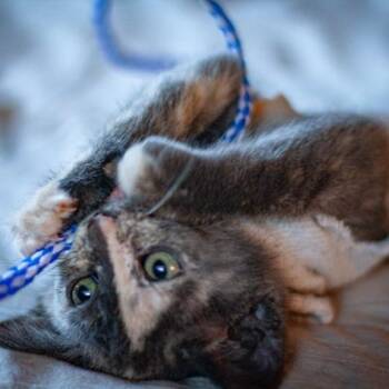Sourdough -  Domestic Short Hair Cat for Adoption in Talent, Oregon - Sourdough | PetCurious