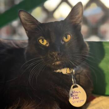 Rescue Domestic Medium Hair Cats for Adoption in Tucson, Arizona - Usain Bolt | PetCurious