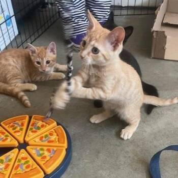 Marvin -  Domestic Short Hair Cat for Adoption in Melbourne, Kentucky - Marvin | PetCurious