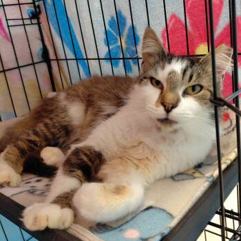 Hestia -  Domestic Long Hair Cat for Adoption in Stanley, Virginia - Hestia | PetCurious