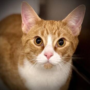 Rescue Tabby and Domestic Short Hair Cats for Adoption in Wyandotte, Michigan - Keelock @ Livonia PetSmart | PetCurious