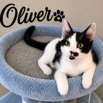 OLIVER - STUNNING TURKISH VAN -  Turkish Van and Siberian Cat for Adoption in Oakwood, Georgia - OLIVER - STUNNING TURKISH VAN | PetCurious