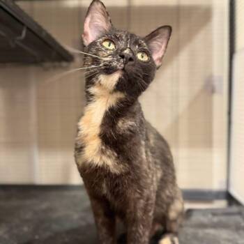 Whip -  Domestic Short Hair Cat for Adoption in Sweetwater, Tennessee - Whip | PetCurious