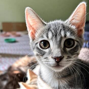 Ghost -  Domestic Medium Hair Cat for Adoption in Newborn, Georgia - Ghost | PetCurious