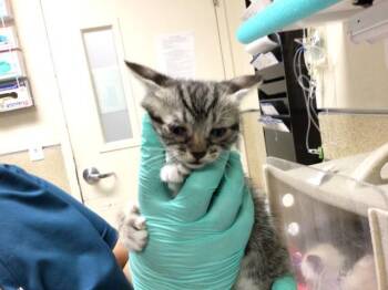 TRIXIE -  Domestic Short Hair Cat for Adoption in Riverside, California - TRIXIE | PetCurious
