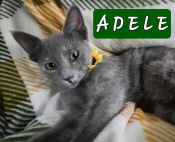 Rescue Domestic Short Hair Cats for Adoption in Mansfield, Texas - Adele | PetCurious