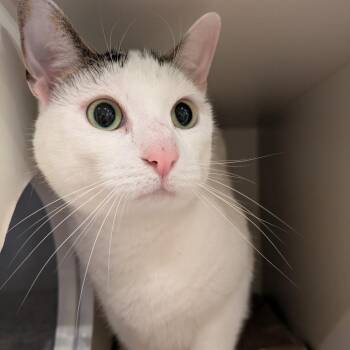 Dr. Kitty -  Domestic Short Hair Cat for Adoption in South Burlington, Vermont - Dr. Kitty | PetCurious