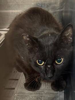 Domestic Medium Hair Cats Available for Adoption in Brookhaven, Mississippi - Onyx 26 | PetCurious