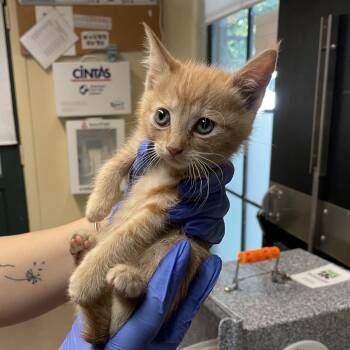Cleo -  Domestic Short Hair Cat Available for Adoption in Pasadena, California - Cleo | PetCurious