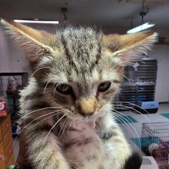 "Baby" Jasmine -  Domestic Short Hair Cat for Adoption in Leander, Texas - "Baby" Jasmine | PetCurious