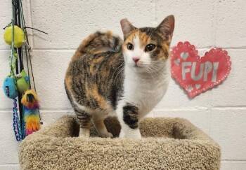 Rescue Calico Cats for Adoption in Las Vegas, Nevada - Banka | PetCurious