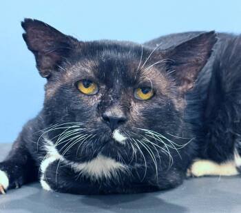 Sylvester -  Domestic Short Hair Cat for Adoption in Morgantown, West Virginia - Sylvester | PetCurious