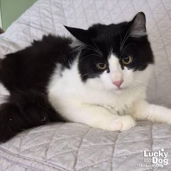 Domestic Long Hair and Tabby Cats Available for Adoption - Loky | PetCurious