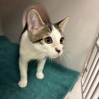 Apollo -  Domestic Short Hair Cat for Adoption in Redwood City, California - Apollo | PetCurious