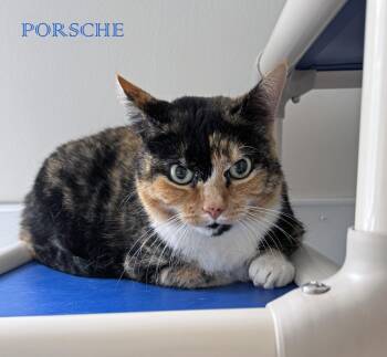 PORSCHE -  Calico Cat for Adoption in Albany, New York - PORSCHE | PetCurious