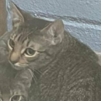 Domestic Short Hair Cats Available for Adoption in Austin, Texas - Yo Gabba Gabba | PetCurious