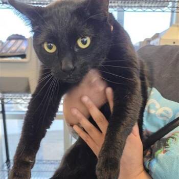 Domestic Short Hair Cats Available for Adoption - Raven | PetCurious