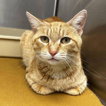 Sunkist -  Domestic Short Hair Cat for Adoption in Warrensburg, Missouri - Sunkist | PetCurious